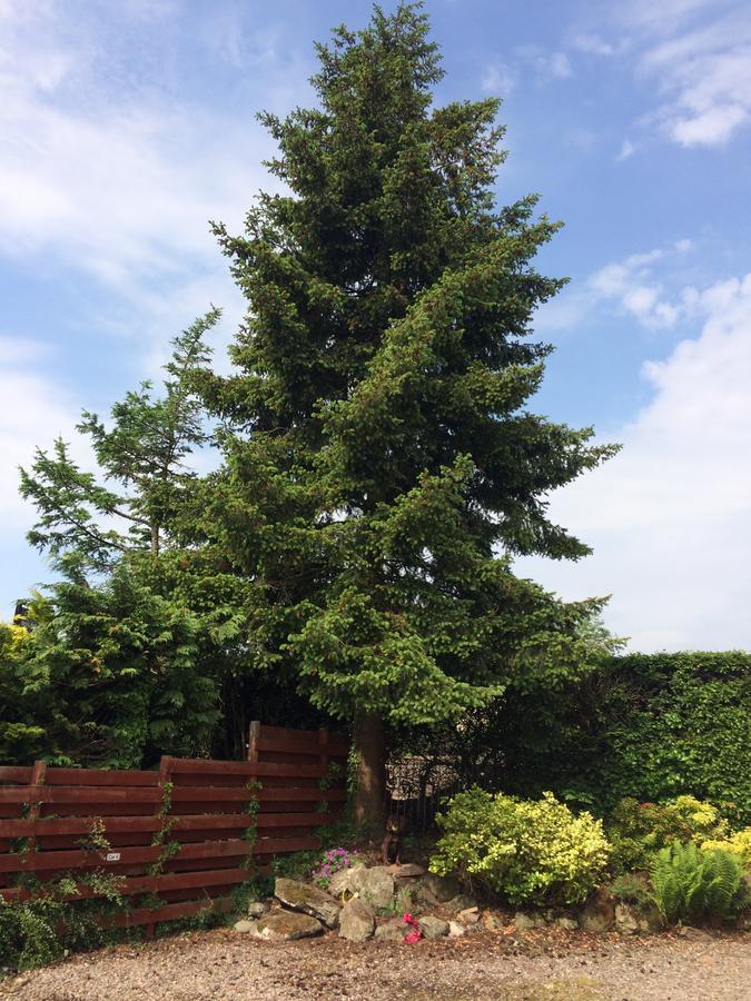 Firtree Bed And Breakfast At Galvelbeg House 克里夫 外观 照片